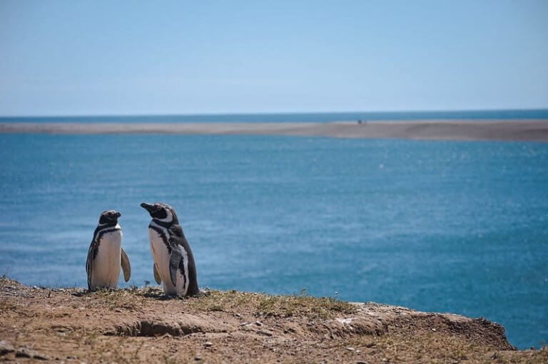 Pinguins Patagônicos