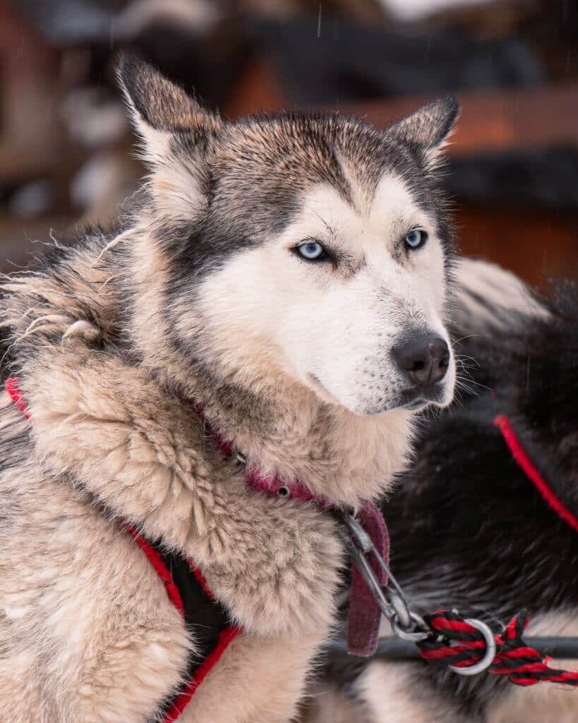 Huskie em foco em Ushuaia